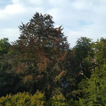 Le Domaine Des Roches, Auberge Collective